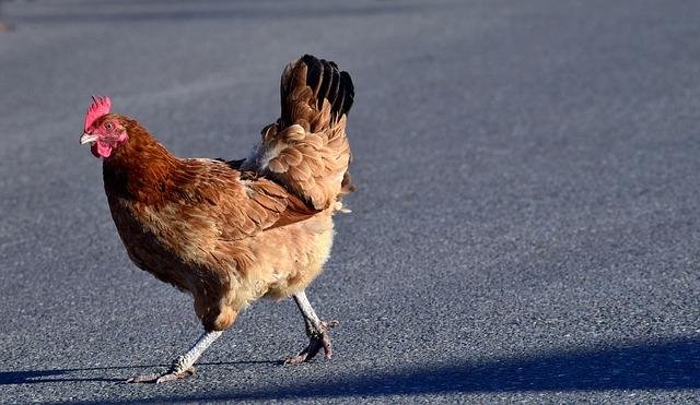 Descubre el Juego de Azar de Chicken Road en España en Línea, chicken road españa