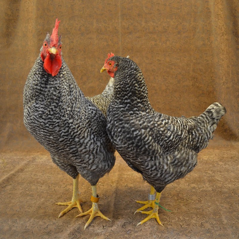 Chicken road slot - Beleef de Spannende Ademloosheid van Chicken Road bij Online Casinos in